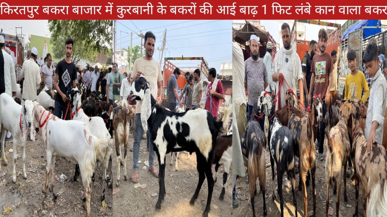 किरतपुर बकरा बाजार की साहिल भाई की लेटेस्ट वीडियो  || कुर्बानी के अजमेरी गुजरी सिरोही राजस्थानी बकरे