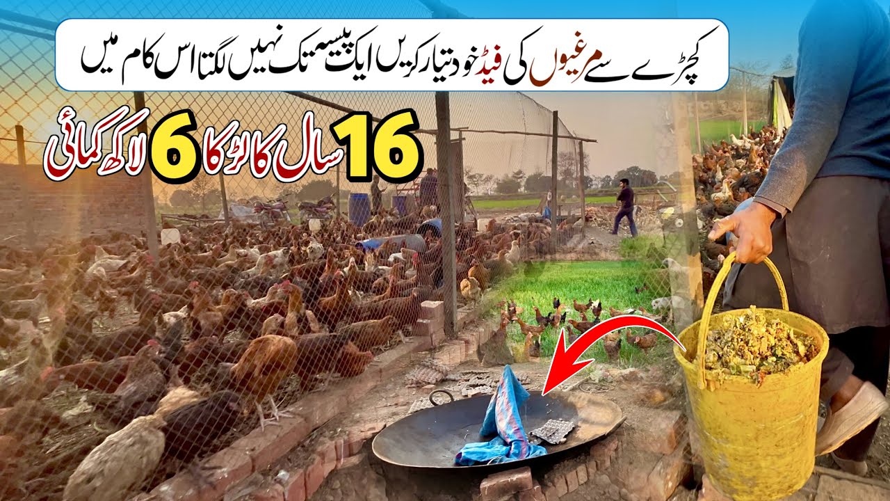 How We Can Prepare Free Cost Feed For Desi Chicken | Desi Poultry Farm Business Plan