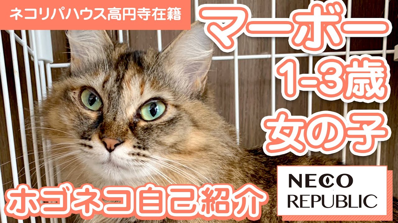娘と息子と中華料理屋でごはんをもらっていたマーボー。息子が交通事故に鳴り、TNTA大作戦で保護されました！仲良しのタンタンとずっとの家族を探しています。猫自身が自分で自己紹介！ネコリハウス高円寺