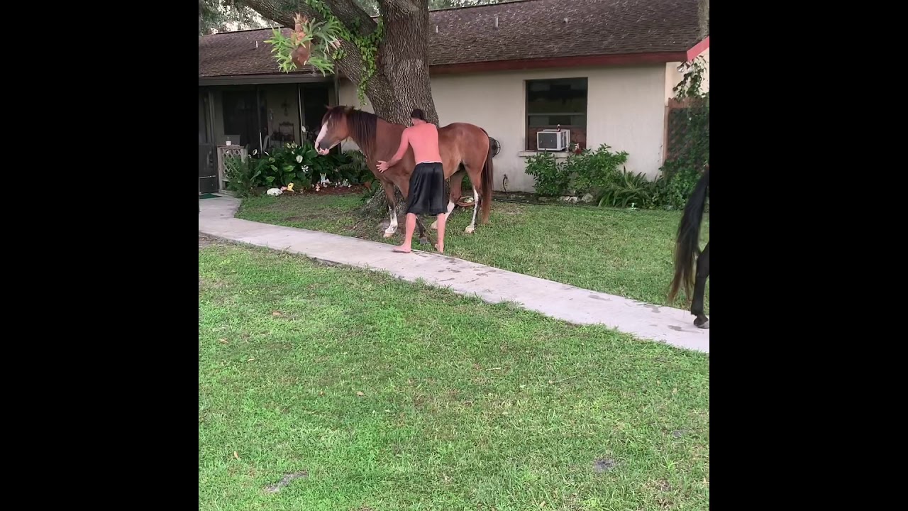 I jumped on a wild horse (throwback)