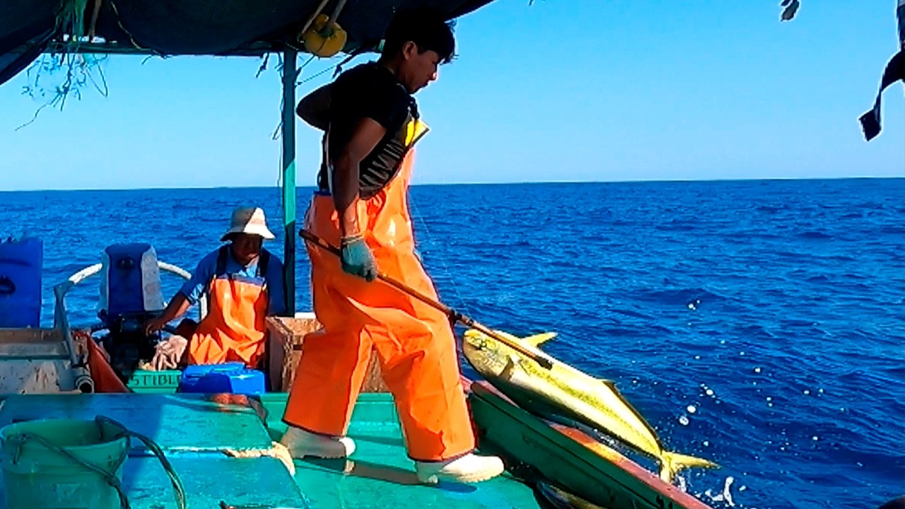 ¡Gigantes Mahi Mahis Rodean la Embarcación! Mira Cómo Los Atrapan con Espinel