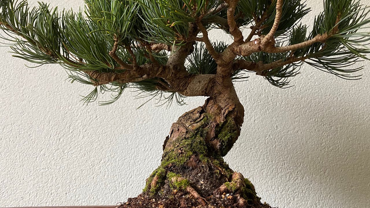 How to repot Pinus parviflora. The Bonsai Area