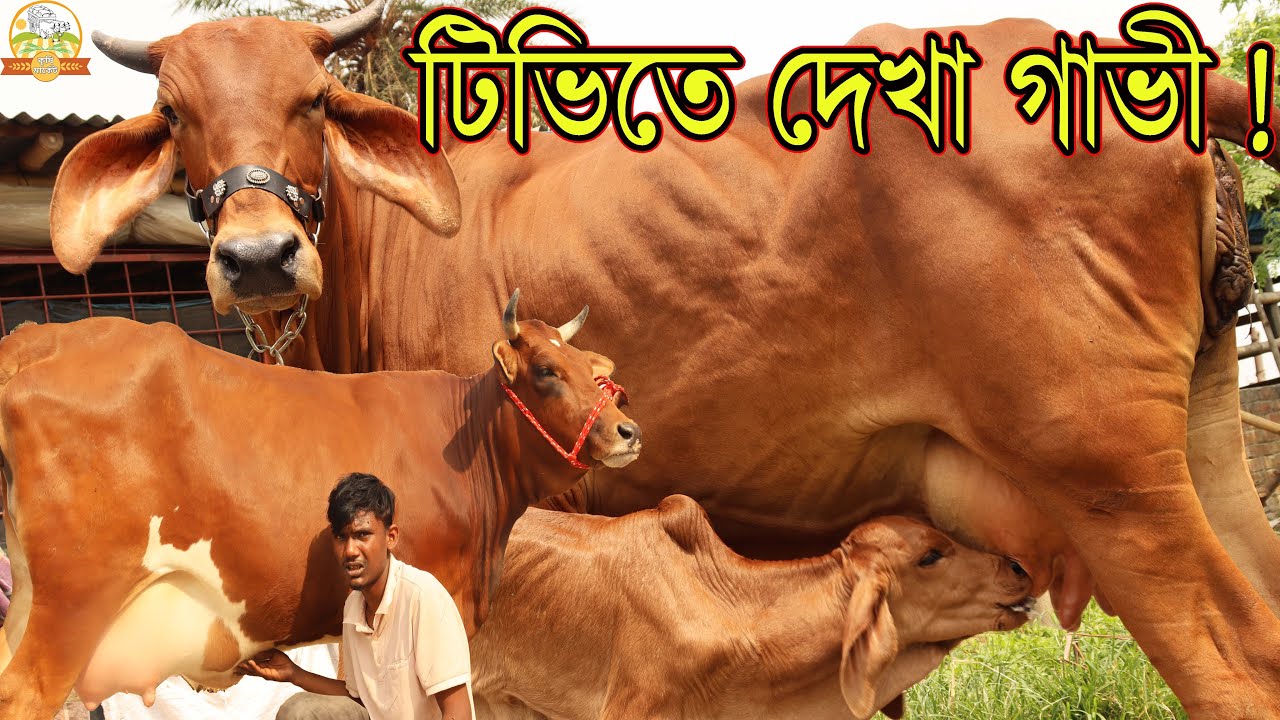টিভিতে দেখা গির গাভী ! ইন্ডিয়ান ৮০ লিটার দুধের সেরা সেরা মায়াবী রানী গাভী একেবারে পাইকারি দামে কিনুন