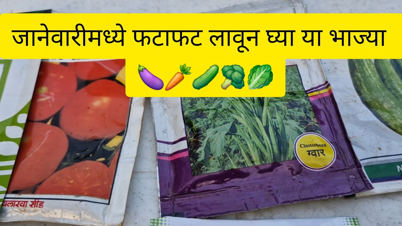  उन्हाळ्यामध्ये ताज्या भाज्या मिळविण्यासाठी जानेवारीमध्ये लावून घ्या या भाज्या  || 🍆🥕🥒🥦🥬 ||