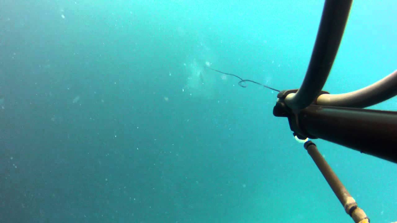 Spearfishing New Zealand - Koheru