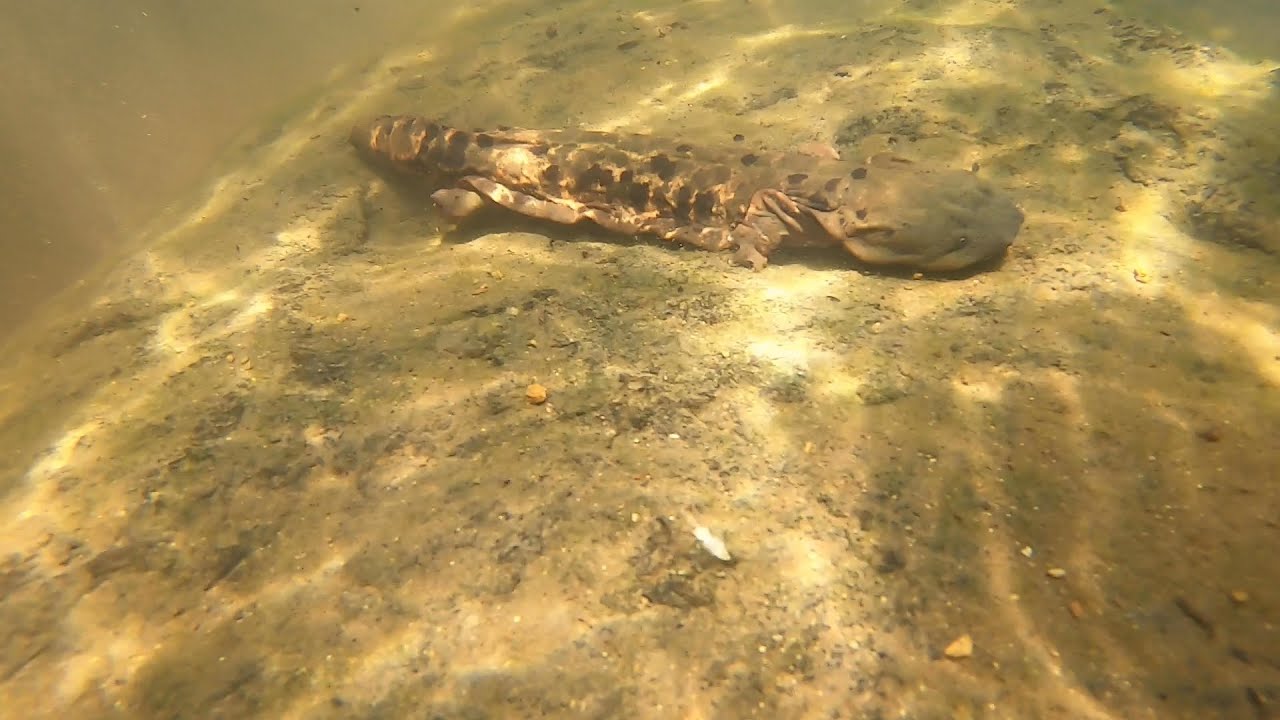 A Hellbender First for Tennessee