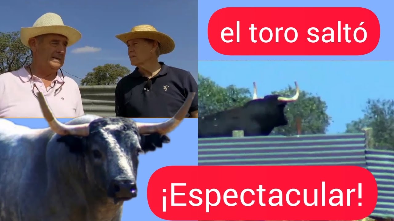 Los Terroríficos Toros de Saltillo