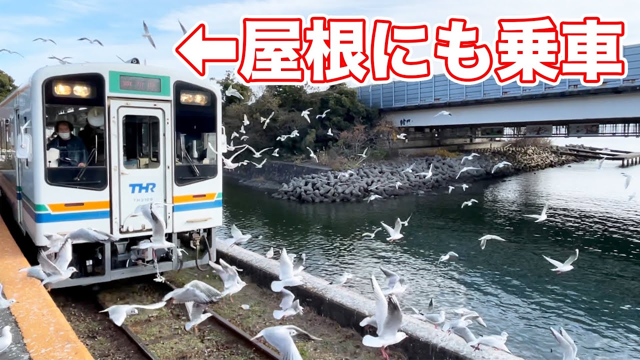 大量のカモメの中に列車が突入する光景。