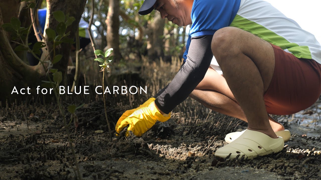 Act for BLUE CARBON～ブルーカーボン生態系保全の取り組み～ ｜Panasonic