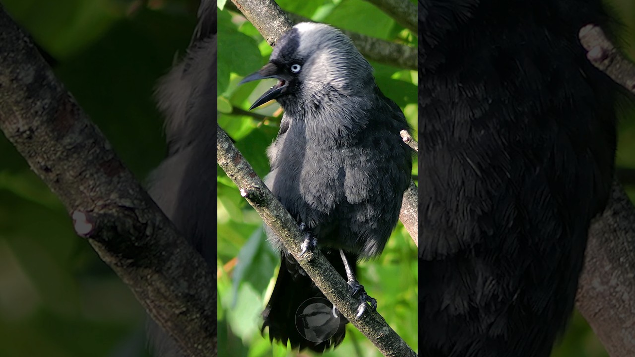 Bird sounds - The Jackdaw's insistent call #shorts