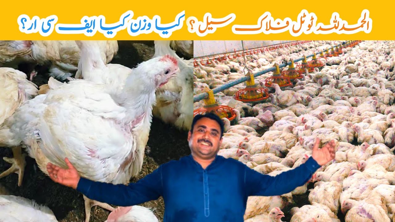 Broiler Chicks Day (41) Total Flouck Sel ? 🐔 | control shed broiler chicken farming | Amin Hamid Dar