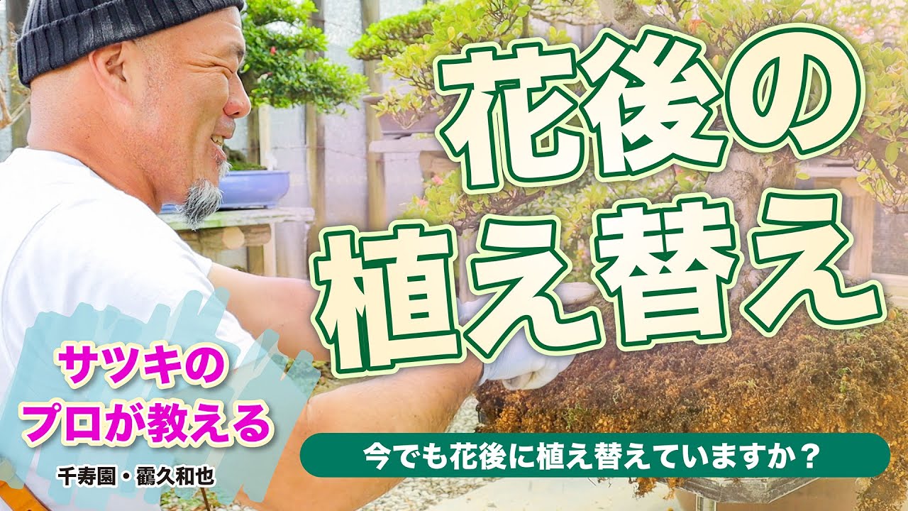 サツキのプロが教える　花後の植え替え　千寿園・靍久和也