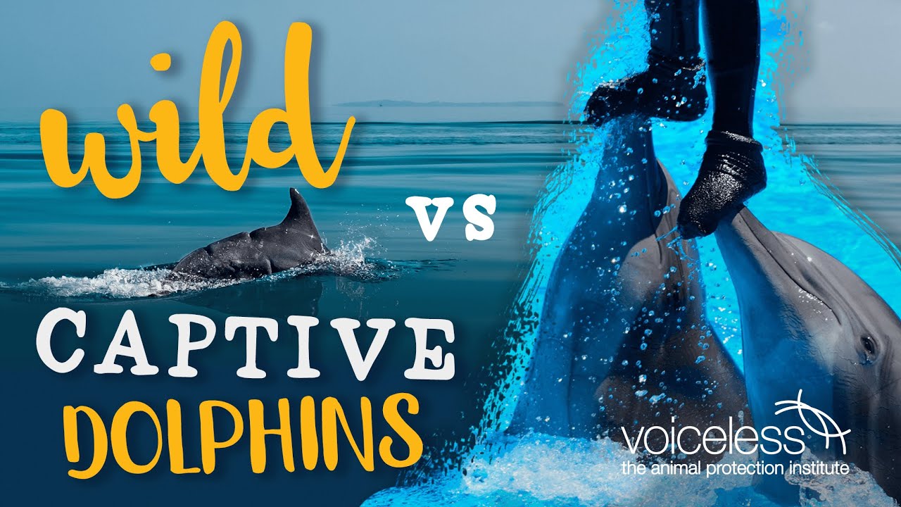 Wild vs Captive Dolphins: 10 things you didn&rsquo;t know about dolphins!