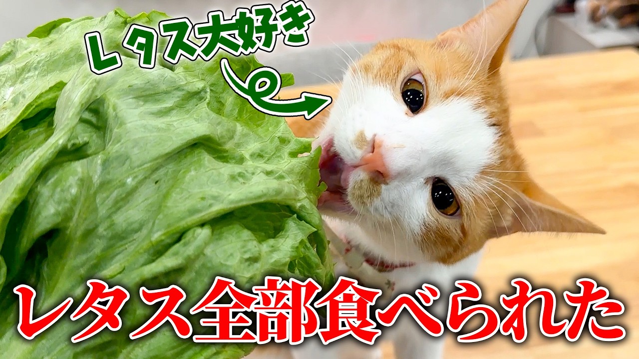 水にレタスに浮かべると猫がガブガブ飲んでくれるらしい…のですが