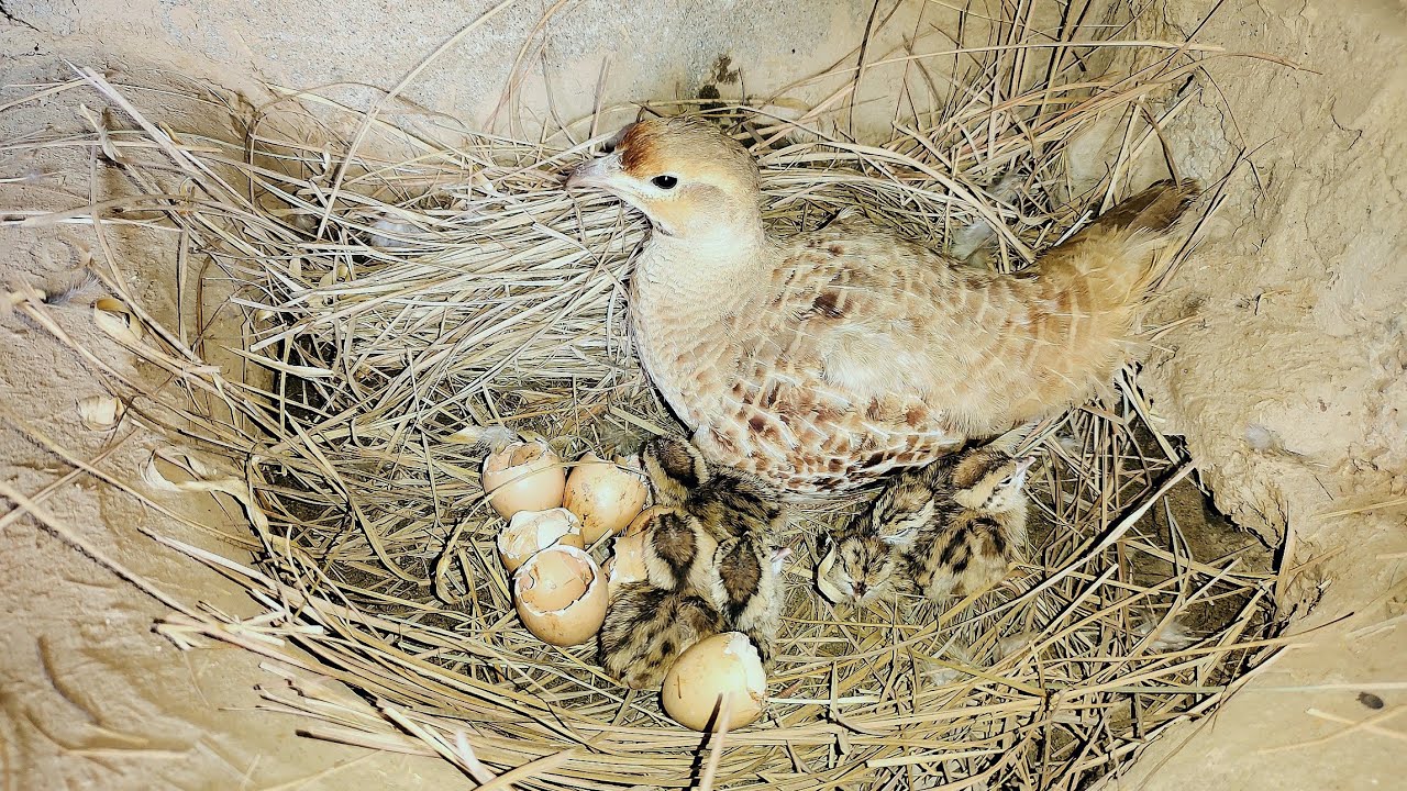 From crossing to hatching eggs full informative video | irani teetar breeding season  first breed
