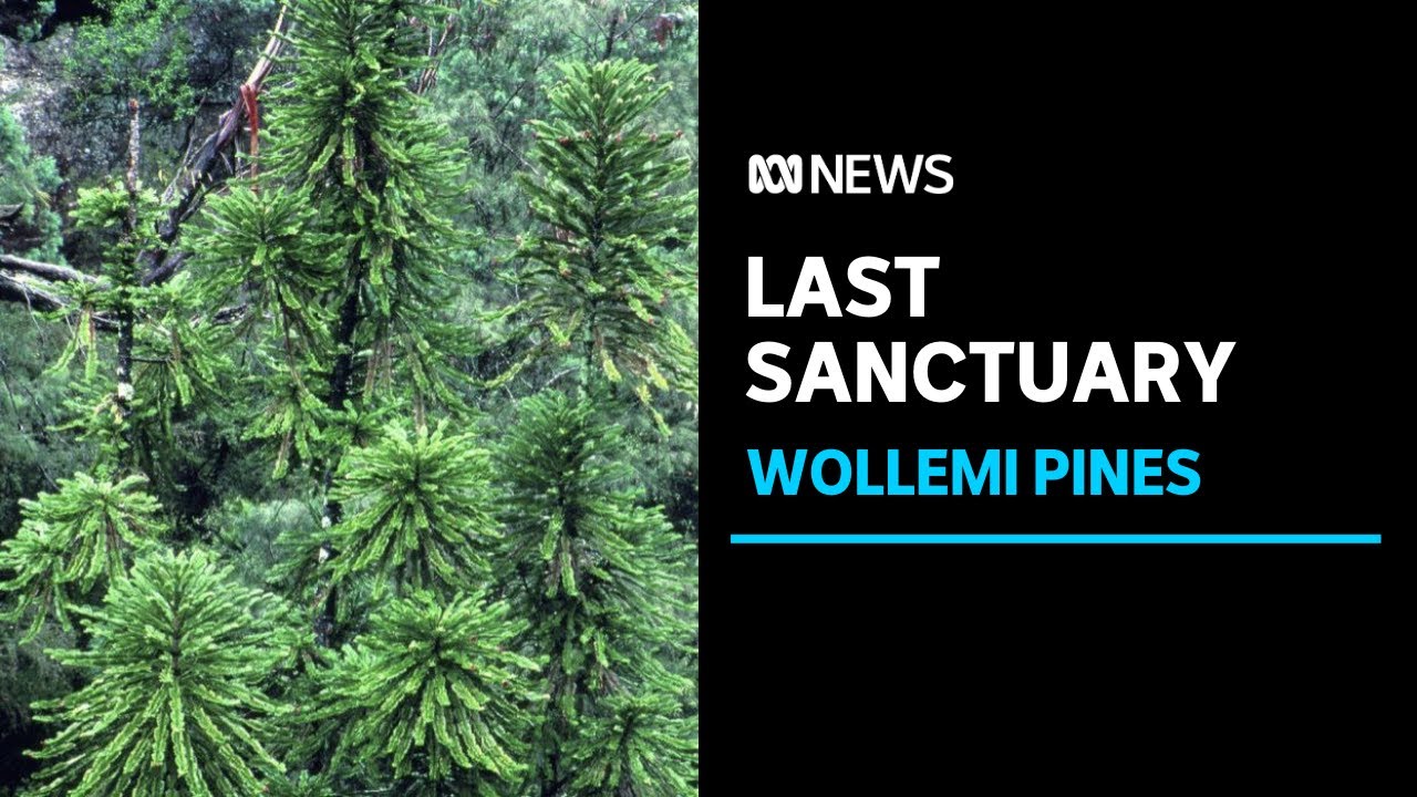 Last remaining colony of Wollemi Pines given special protection status | ABC News