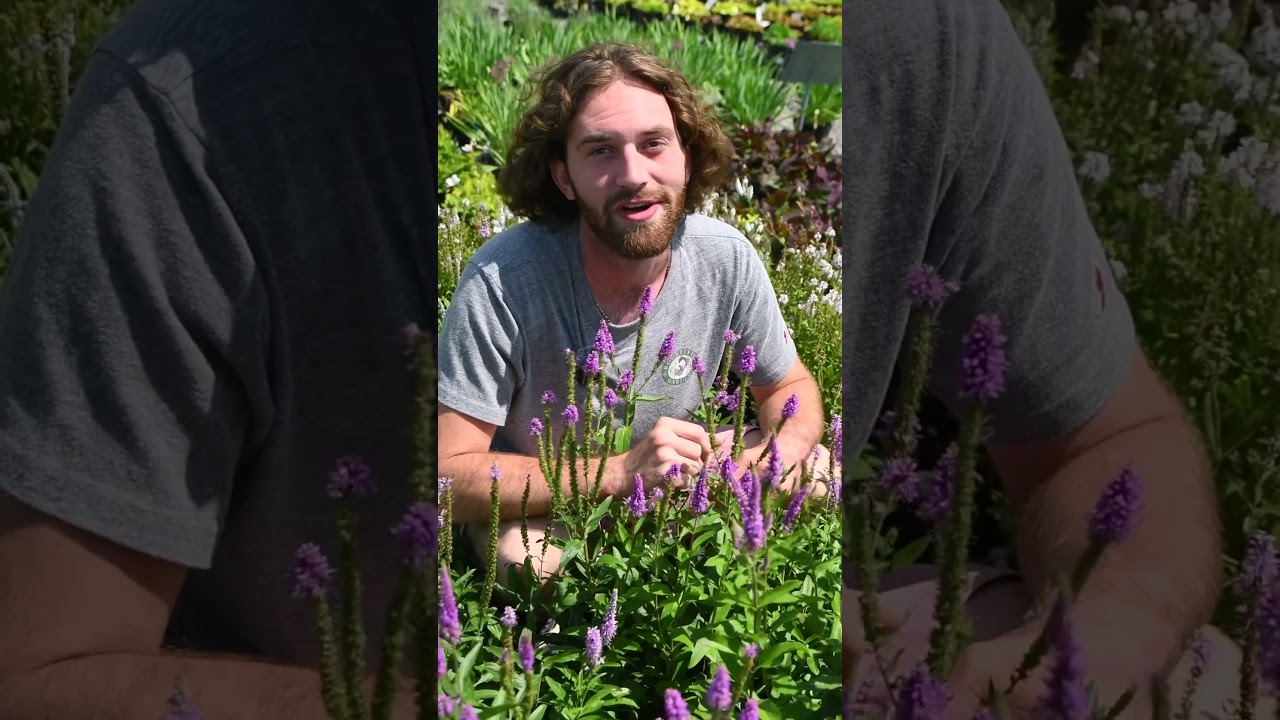 Attract the MOST Diverse Pollinators with Veronica (Speedwell) & Medicinal Notes with Ike