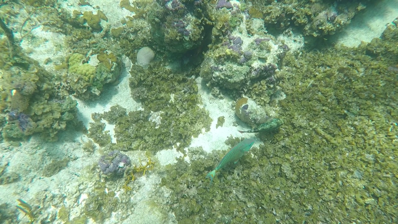 Smith's Reef