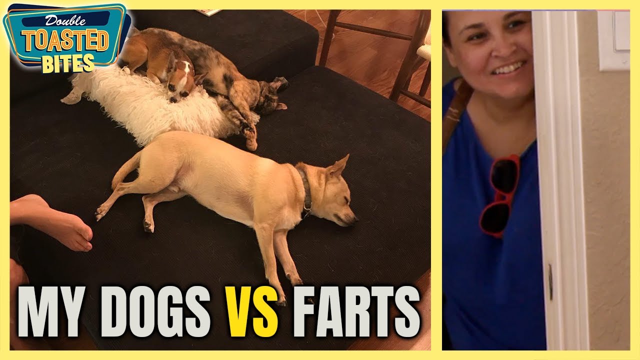KOREY'S DOGS AND THEIR RECENT EXPERIENCE WITH FARTS | Double Toasted Bites