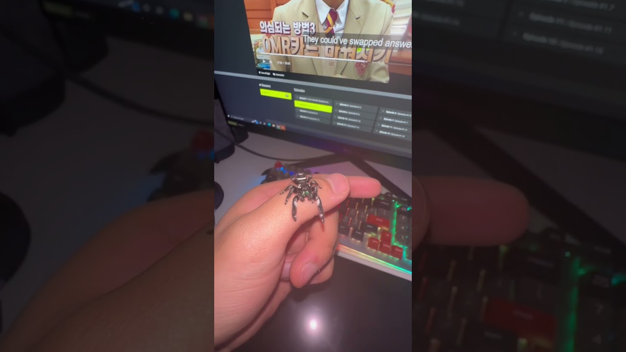 I love pet  jumping spiders. Spiders are innocent little dudes #shorts #reels #animals #spider