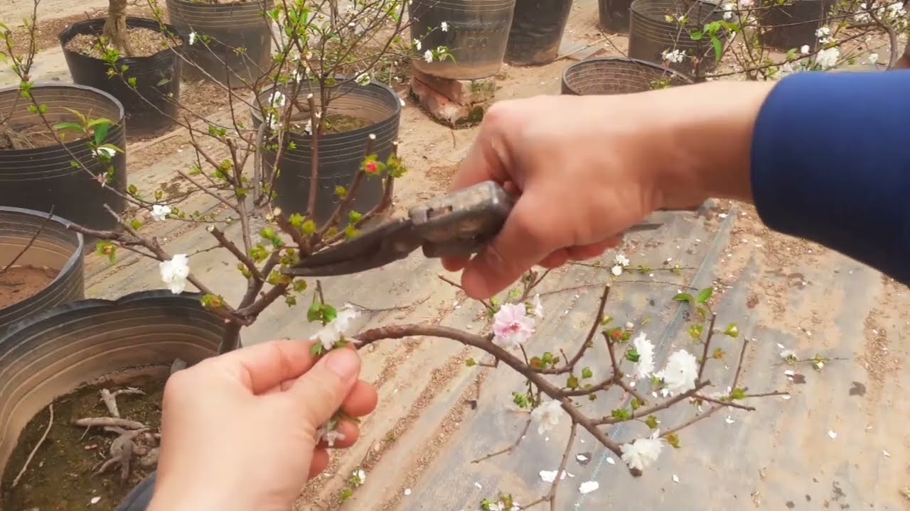 Cắt tỉa Nhất Chi Mai sau tết sớm để cây khỏe hơn