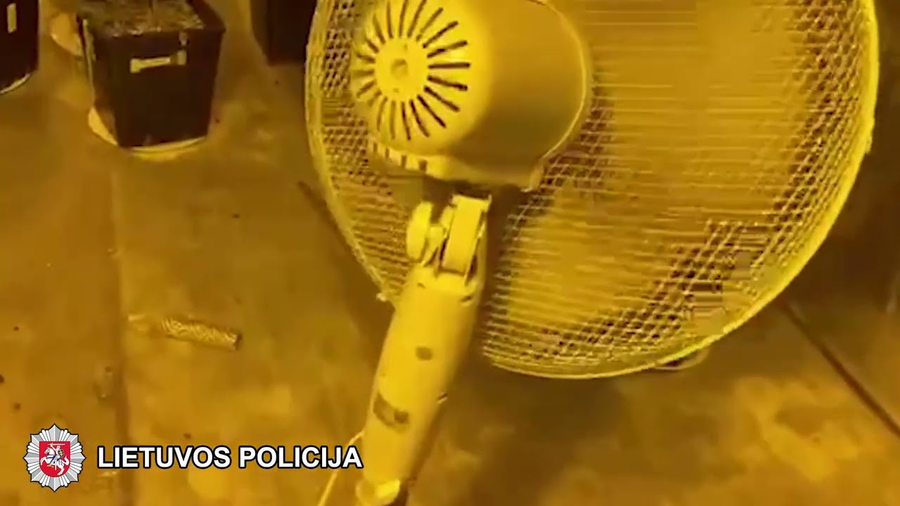 Bute augino kanapes