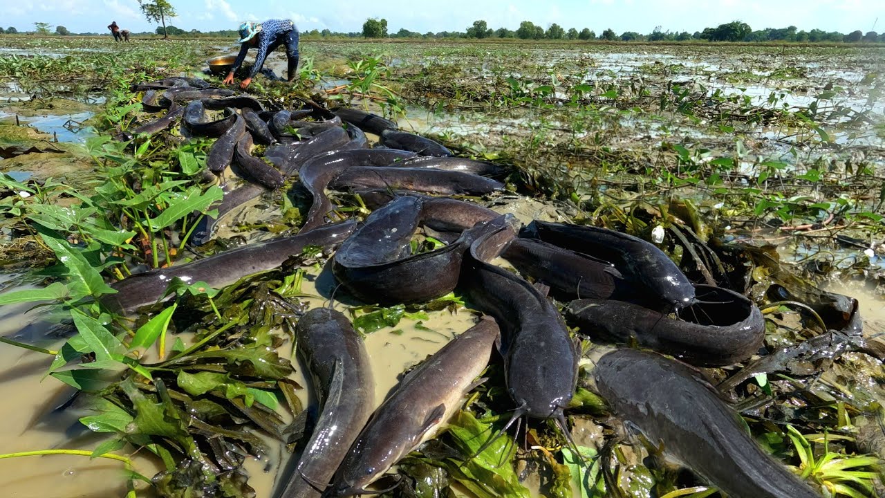 Amazing fishing  ! Farmers caught a lot of fish in the rice fields near the village.