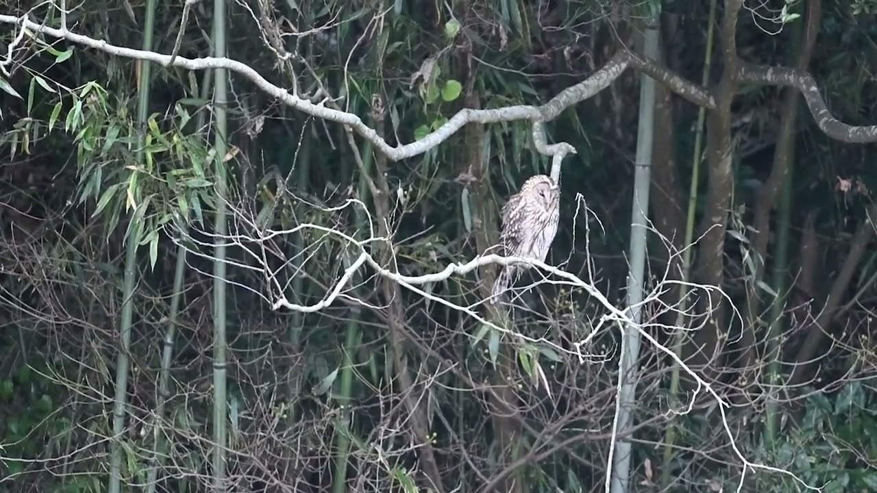 裏山のフクロウ動画02