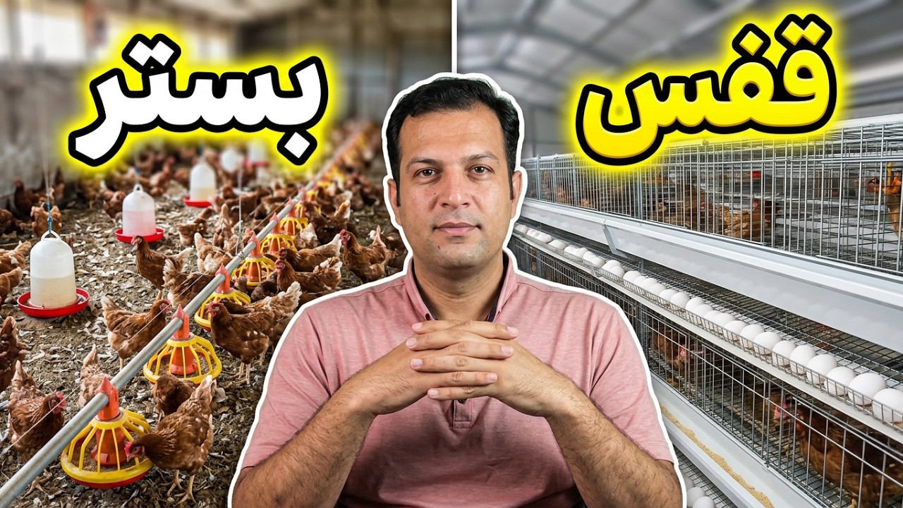 پرورش مرغ تخمگذار در قفس یا بستر , قفس مرغ تخمگذار , پرورش مرغ در قفس , پرورش مرغ تخمگذار