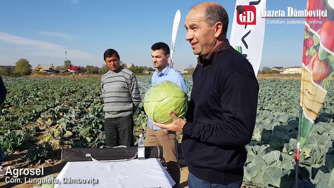 Prezentare hibrizi varza produsi de Agrosel, in comuna Lunguletu Dambovita