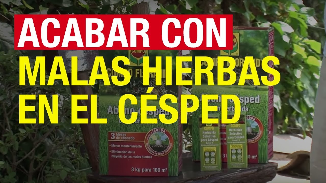 Acabar con las malas hierbas en el c&eacute;sped - COMPO Jardiner&iacute;a