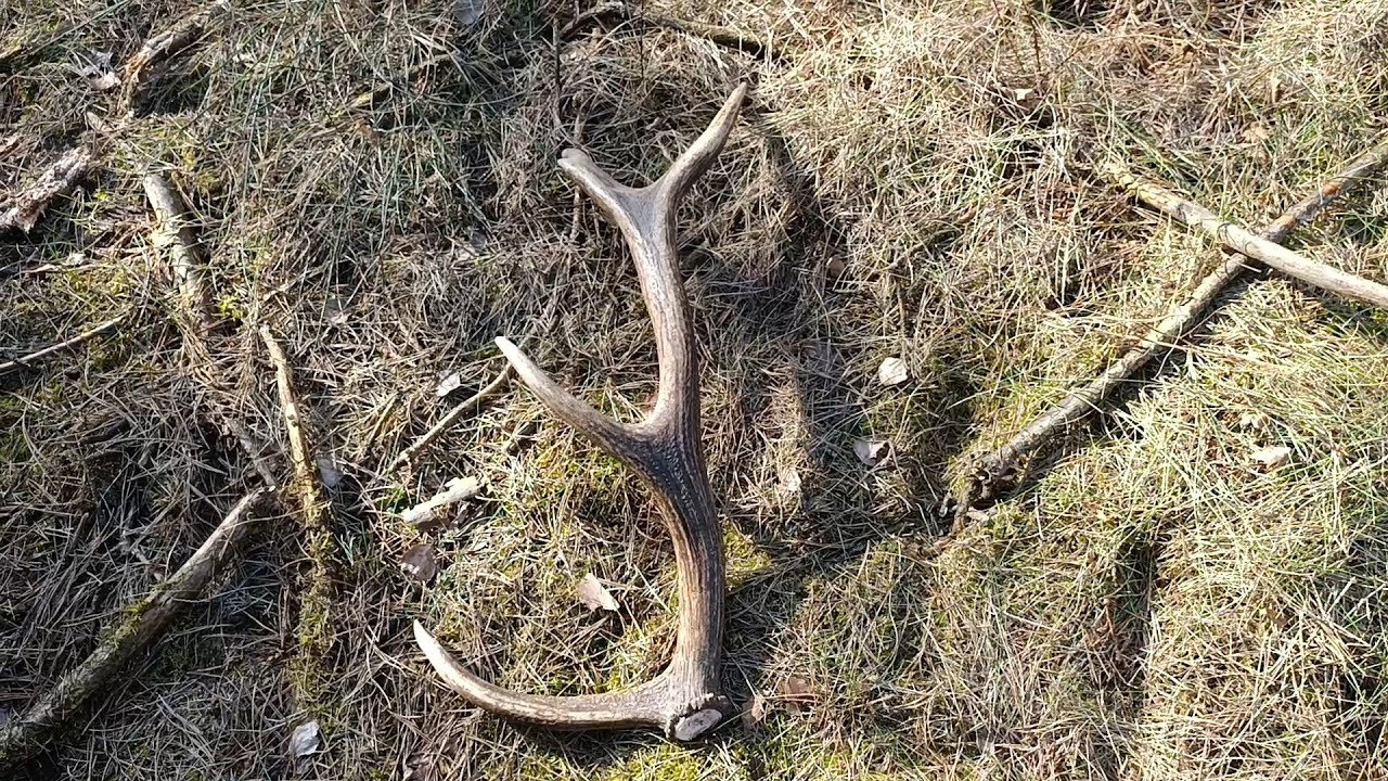 Zrzuty 2026 -  Pierwszy świeży 🦌🌲