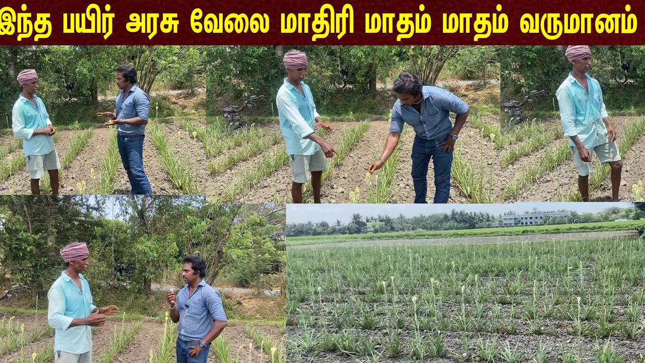 தினமும் என் கையில் பணம் இருக்க இந்த பயிர் தான் காரணம்/Farming that provides cash throughout the year