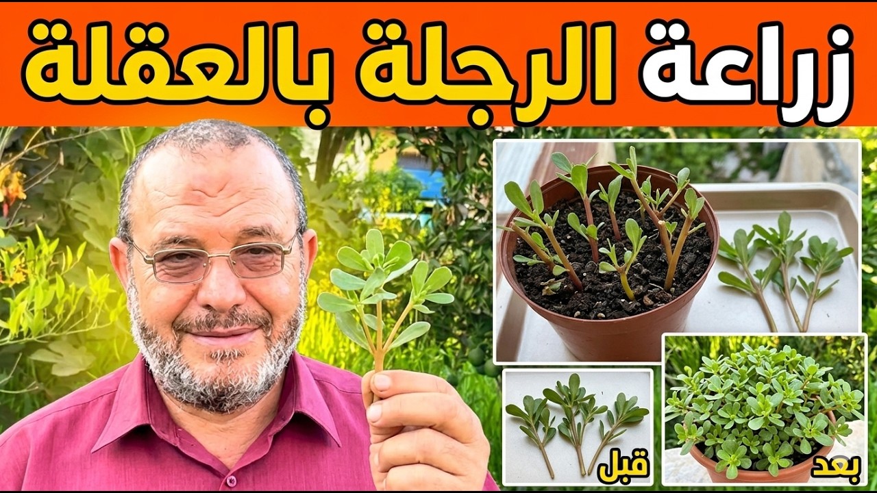 أفكار إبداعية لزراعة الرجلة أو البربير أو الفرفحينا بدون بذور في أواني للإستفادة من فوائدها الصحية