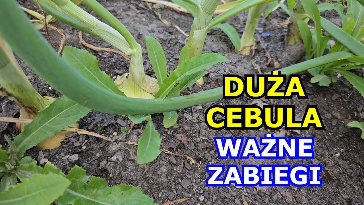 Chcesz mieć DUŻĄ CEBULĘ - Wykonuj te Zabiegi - Usuwanie kwiat&oacute;w, Podlewanie, Łamanie Cebuli, Uprawa.