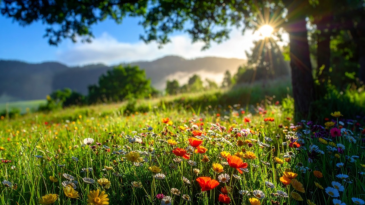 🌸 Spring Morning Ambience | Wildflower Meadow Birdsong, Wood Pigeon & Cuckoo 🌸 | 4K