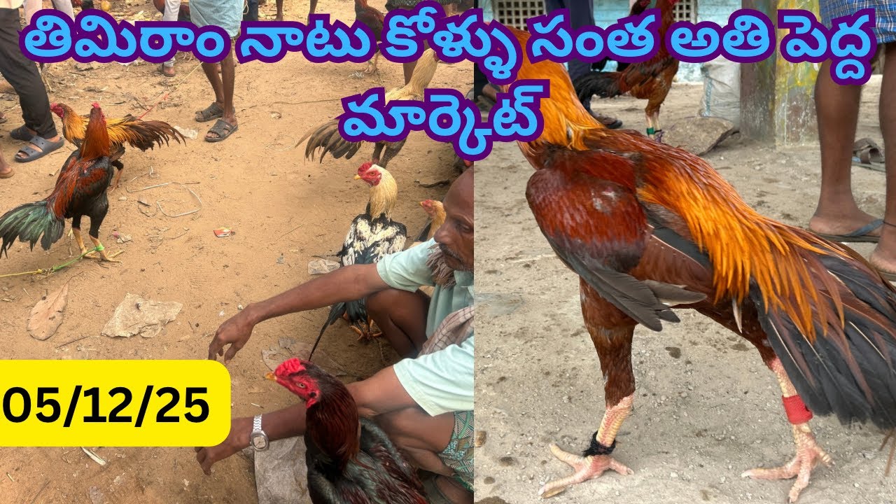 తిమిరాం నాటు కోడి సంత #chicken #henna #goat #cow #natukodi #mp 