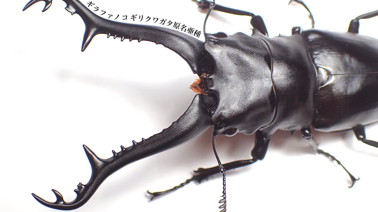 原名亜種ギラファノコギリクワガタの成虫掘り出し結果【クワガタ飼育】