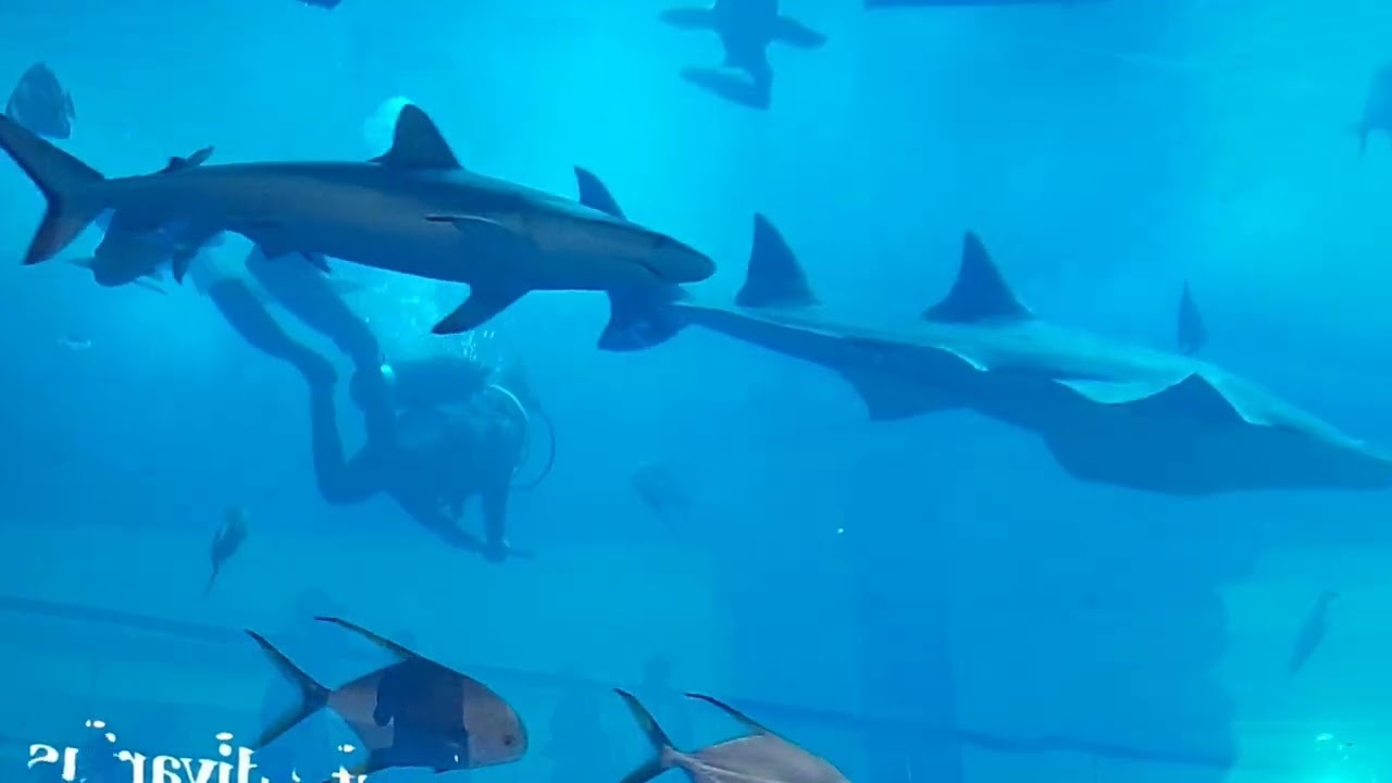 Dubai mall