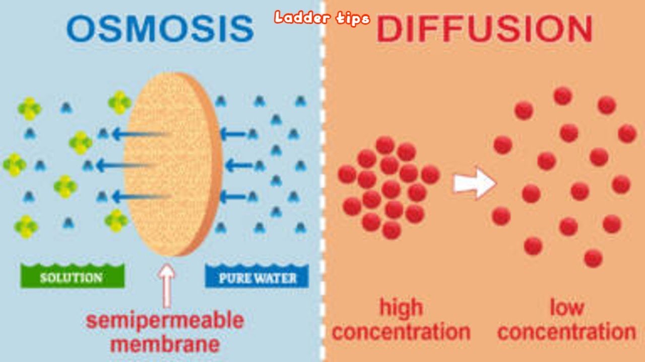 Differences between Osmosis and Diffusion | Biology | Ladder Tips