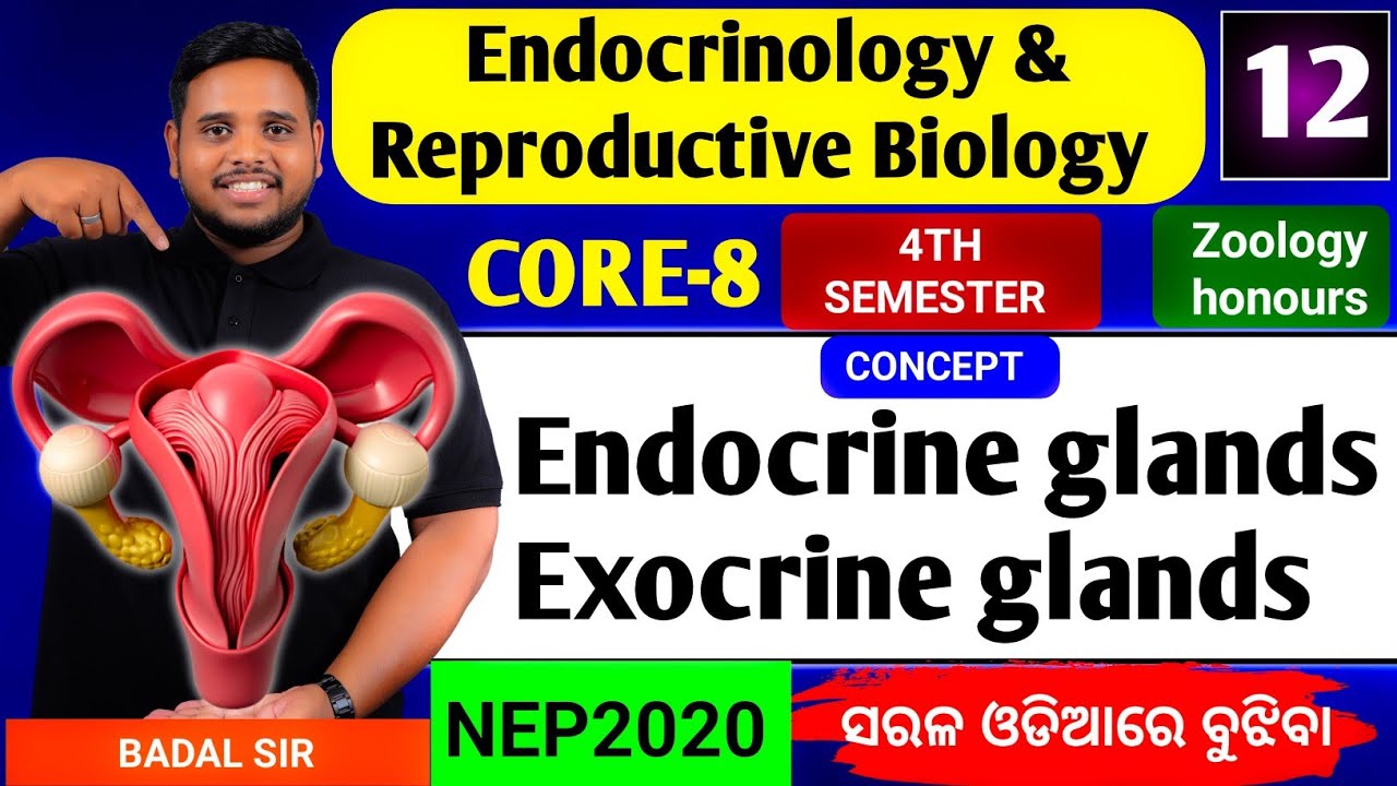 Endocrine gland|Exocrine gland|Zoology honours Core8|4th semester|Zoology honours|Endocrinology 