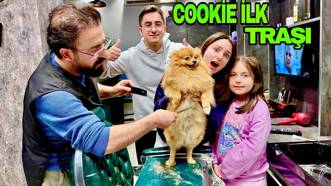 KÖPEĞİMİZ COOKIE İLK TRAŞI ÇILDIRDI‼️HİRANUR AİLESİ ZEYNEP 