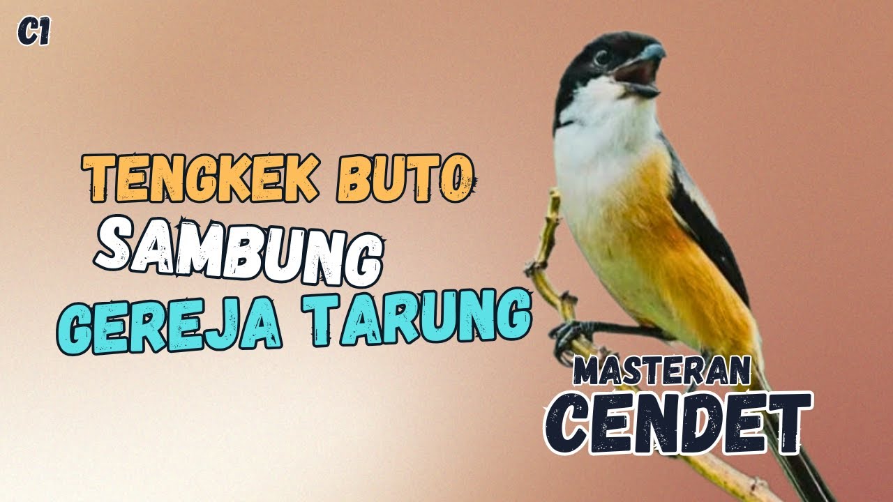 🔴 TENGKEK BUTO SAMBUNG GEREJA TARUNG MASTERAN CENDET GACOR|| #5