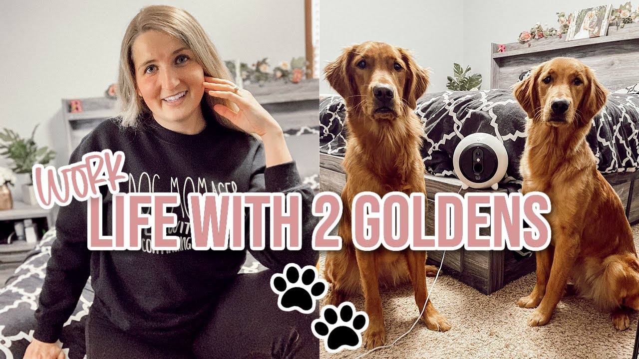 Working Day In The Life With Two Golden Retrievers | Dog Mom DITL