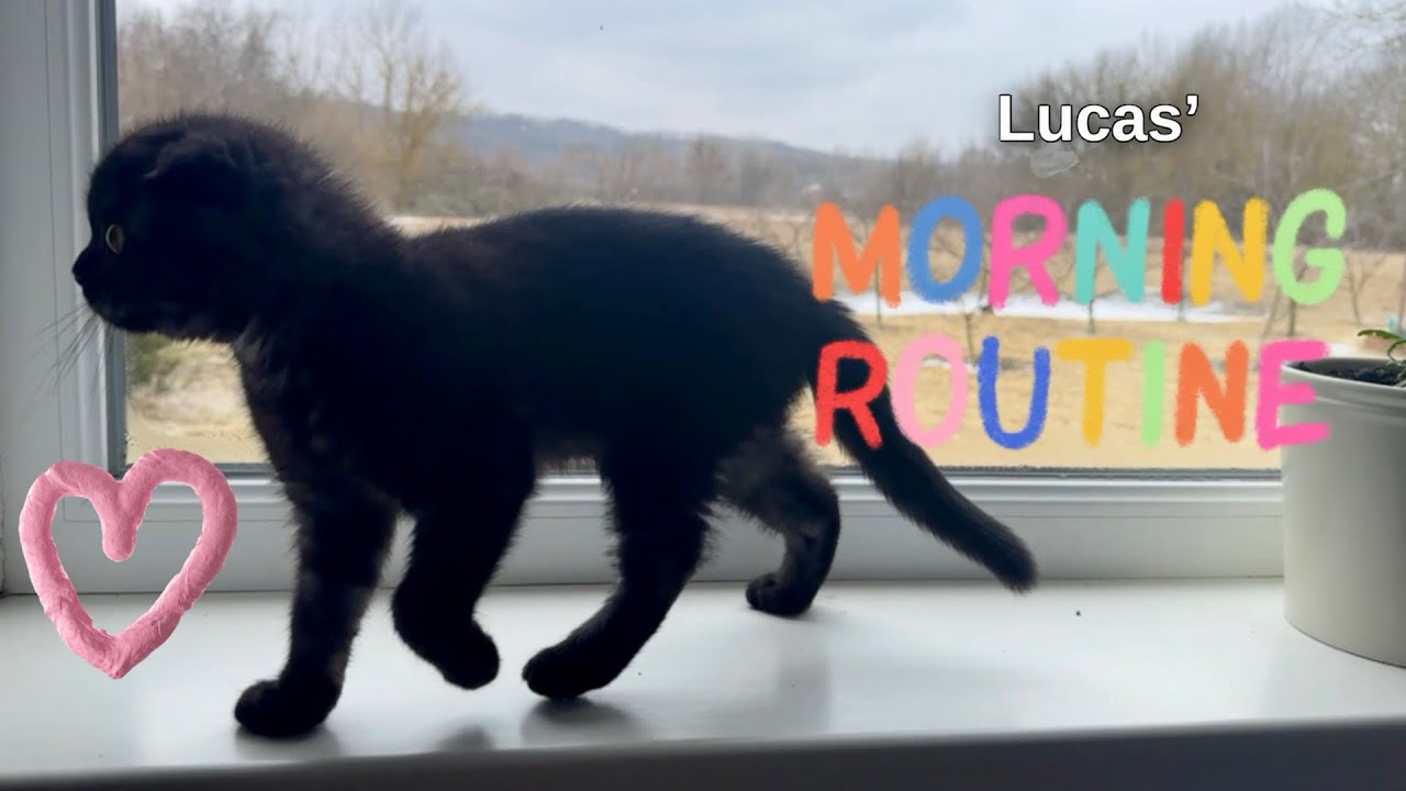 A Real Morning Routine of My Cat Lucas ☀️🐾
