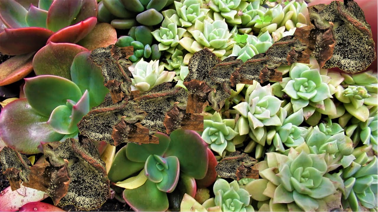 DEALING WITH POWDERY MILDEW  | VLOG #32 Succulents & Coffee w/ Liz