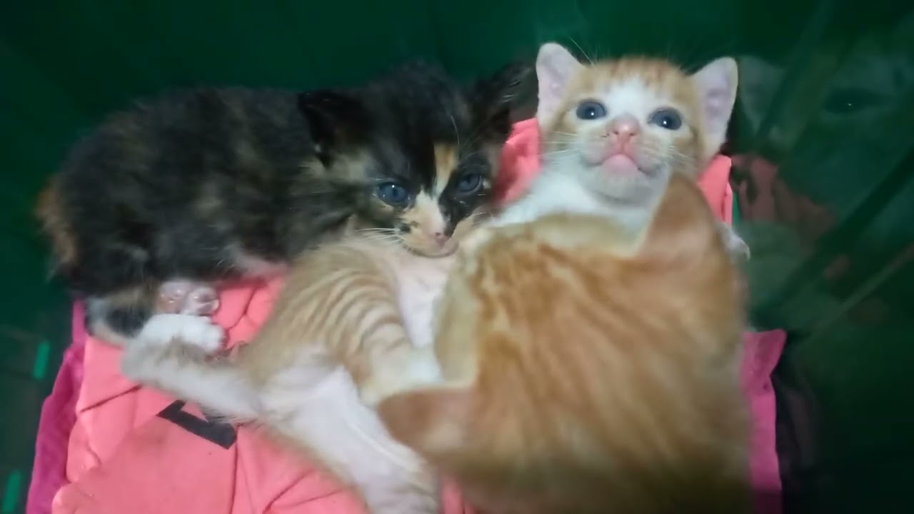 Ucing ucu ucu