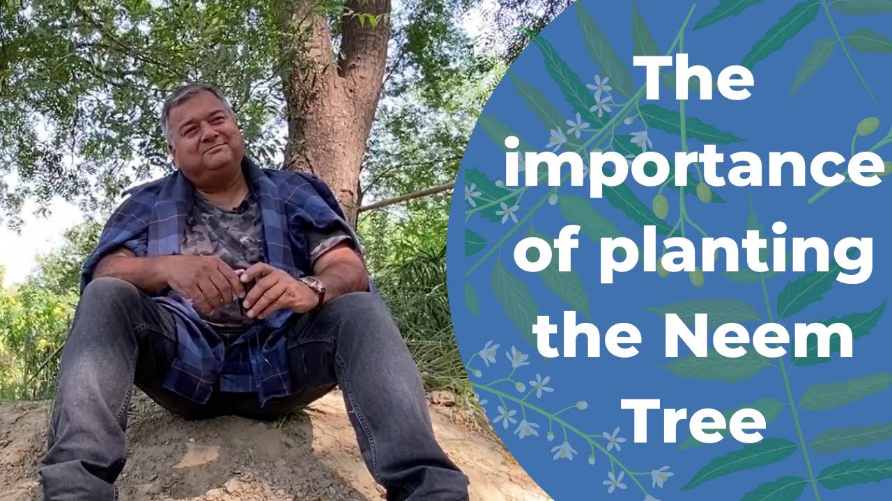 The importance of planting the neem tree (Azadirachta indica)