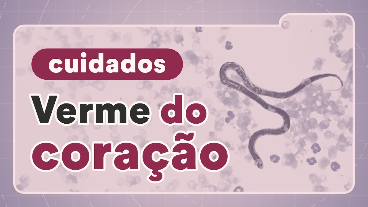 Tudo sobre a Dirofilariose Canina | Petz TV Cuidados