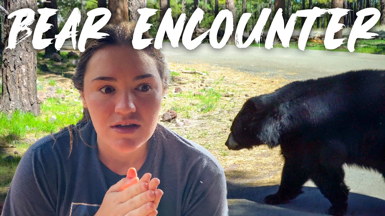 BEAR ENCOUNTER in Arizona | Bearizona Wildlife Park - Williams, AZ